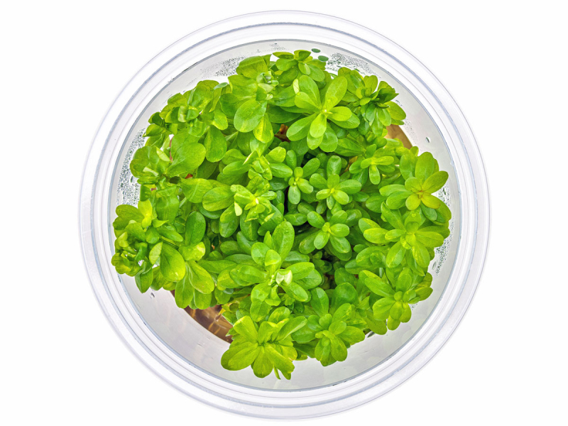 Indischer Rotala - Rotala indica in vitro